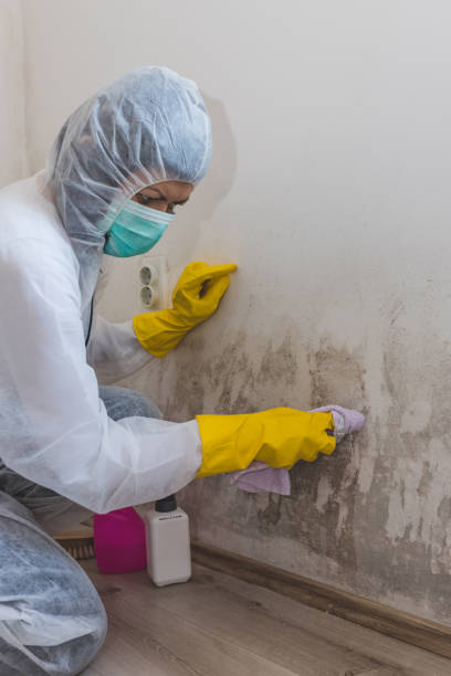 Best Airborne Mold Testing  in Layhill, MD