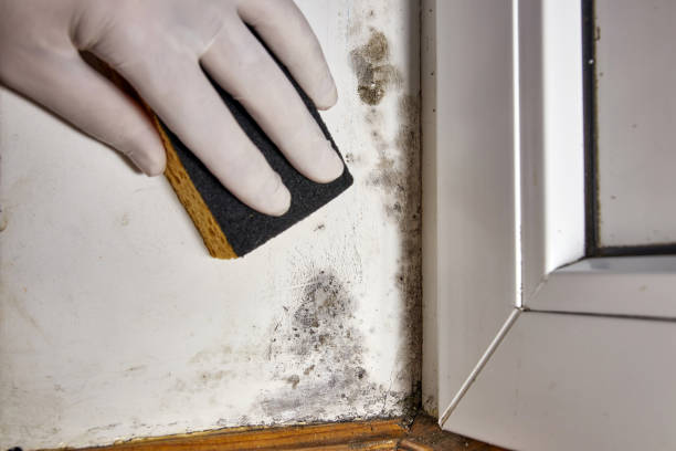 Best Comprehensive Air Testing for Mold Contaminants  in Layhill, MD
